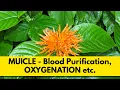 MUICLE Herb - Blood Purification OXYGENATION Wounds MENSTRUAL etc Dr Sebi Approved Herb