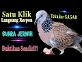 Download Lagu Semua Burung Akan Bunyi Di Semua Medan Ketika Mendengarkan Suara Tekukur Satu ini‼️Buktikan Sendiri