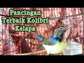Download Lagu kolibri kelapa | manggar | wiceh | pancingan terbaik kolibri kelapa / korlap gacor