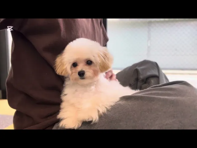 動画