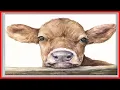 Stupell Industries Cute Baby Cow Animal Watercolor Painting Design by George Dyachenko Gray Framed