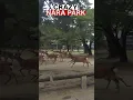 Lagu The scariest time in Nara Park #shorts #nara #japan #deer 奈良公園