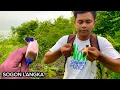 Download Lagu VIRAL_SAYA MENDAPATKAN BURUNG SOGON SEPERTI INI