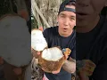 Lagu How To Identify A Sprouted Coconut 🥥🌱