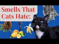 Smells That Cats Hate