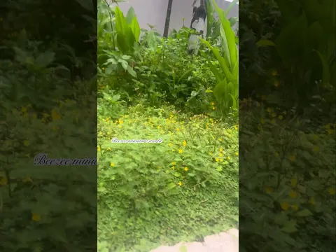 മുക്കുറ്റി 🌼#shorts#beezee miniature world #