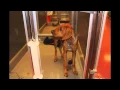 Wag Hotel - Luxury Hotel for Dogs
