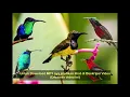 Download Lagu Suara Pikat Semua Jenis Kolibri Paling AMPUH