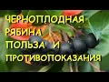 Download Lagu Черноплодная рябина лечебные свойства и противопоказания.