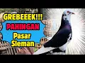 Download Lagu GREBEK !! PASAR BURUNG MERPATI PALING RAMAI DI SLEMAN #merpati #pigeon #viral