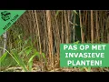 Download Lagu Laat invasieve planten je tuin niet overwoekeren! | Mijn tuin