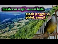 Download Lagu masteran besetan cucak jenggot vs platuk Sampit ngeroll !!!!