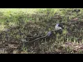 Florida Python Challenge removes 280 invasive snakes from Everglades
