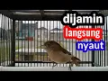 Download Lagu pancingan Flamboyan gacor dijamin langsung nyaut