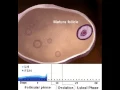 Download Lagu Female Reproductive System