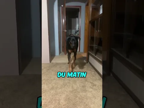 Ce que ce chien a fait va vous surprendre !