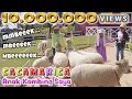 Download Lagu Anak Kambing (Cacamarica) - artis Olivia Susanto | Lagu anak populer #laguanak #oliviasusanto #sheep