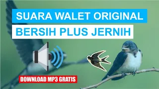 Download SUARA WALET ORIGINAL, BERSIH DAN JERNIH MP3