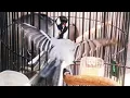 Download Lagu suara gelatik batu tarung ini, cocok untuk menaikan emosi burung gelatik batu anda.