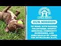 Adoption First Animal Rescue Jacksonville North Carolina