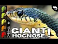 Madagascar Giant Hognose The Best Pet Snake