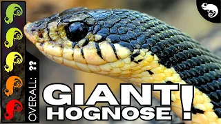 Madagascar Giant Hognose The Best Pet Snake