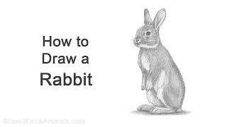 How to Draw a Rabbit Standing