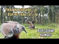 Download Lagu Pikat kita kewalahan || babak belur di bikin suara mersik ini @simbolonterkukur 🔥🔥