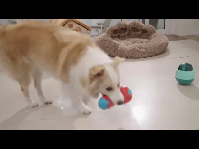 MOMOVIDA ของเล่นสัตว์เลี้ยง ของเล่นยางกัด