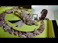 Booter Bee - Richard Mille‼️ 💥 Normal Behaviour Reacts‼️