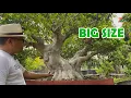 Download Lagu AANBEVOLEN GROTE BONSAI VAN \