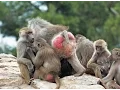 Why do baboons have pink bums The Whispers of the Wild experience