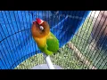 Lovebird konslet mangap gacor masteran konslet mangap