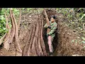 Full video: Trieu Kha goes into the forest to search for giant, little-known, high-value potatoes.