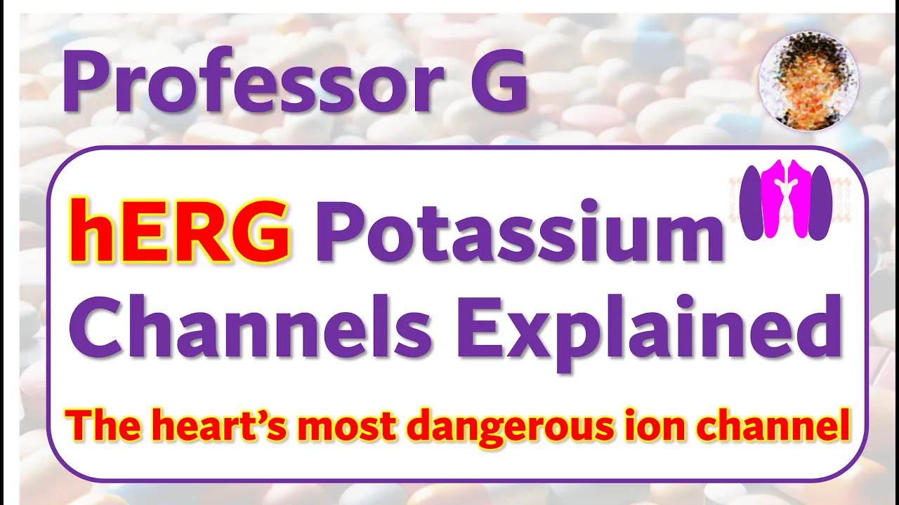 hERG channels in the heart explained
