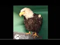 OJAI RAPTOR WHAT IS A NECROPSY WHEN WILL WE GET RESULTS ANSWERS ON BIG BEAR JACKIE 8 19 26