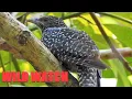 Lagu Asian Female Koel Bird Call (Cuckoo bird singing)