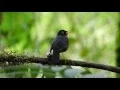 Download Lagu Slaty-backed Nightingale-thrush / Zorzal Sombrío - Catharus fuscater (Turdidae)