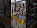 Mule siskin gacor ngerek