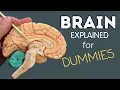The Brain Explained in 7 Minutes
