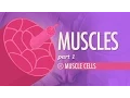 Muscles Part 1 - Muscle Cells Crash Course Anatomy Physiology
