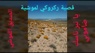قصبة تراثية لموشية   الصديق اللموشي   يا تبر ناسك ضاموني       دندنها