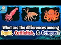 What are the differences in Squid Cuttlefish and Octopus Discover Sea Animals