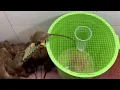 Download Lagu cara buat jebakan tikus, ngejebak tikus yg nakal, simpel buat jebakan tikus, mouse trap