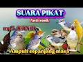 Download Lagu SUARA PIKAT BURCIL ANTI ZONK, PAKE SUARA INI SEMUA JENIS BURUNG NYAUT MP3