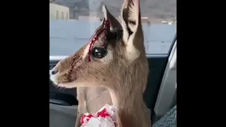 اغنية وين السلامه 