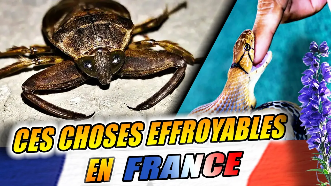 Ces CHOSES en FRANCE qui peuvent vous TERRASSER