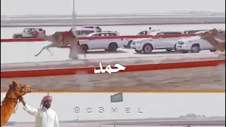 سبوق يربع غير   مبشر  من أسرع هجن         دندنها