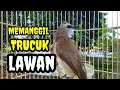 Download Lagu Suara burung trucuk gacor memanggil lawan Pancingan trucuk betina memanggil jantan agar nyaut