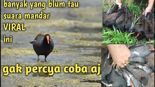 suara pikat mandar prok para master terbukti ampuh